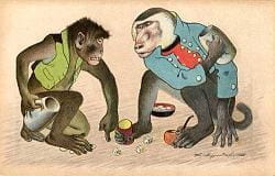 Apes gambling