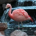 Flamingo Casino