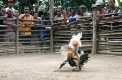 Cockfight