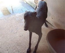 Galgo abuse