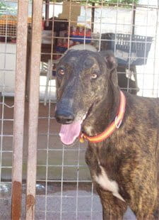 Greyhound racing