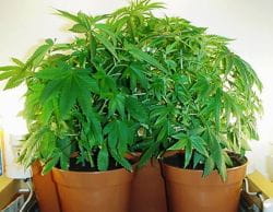 Marijuana