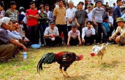 Cock fighting Vietnam