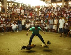 Cockfighting ring