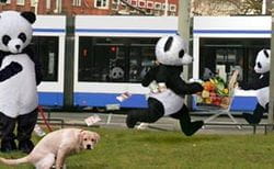 Pandas in park