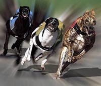 Grey Hounds