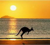 australian kangaroo