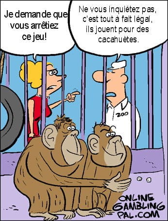 Singes jouant aux dés pour des cacahuètes.