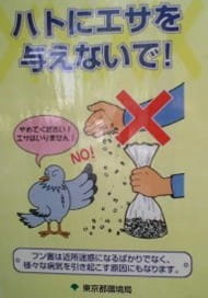gambling pigeons