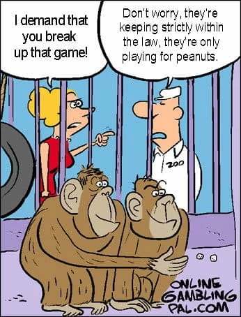 Monkeys playing dice for peanuts