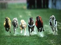 hunderennen