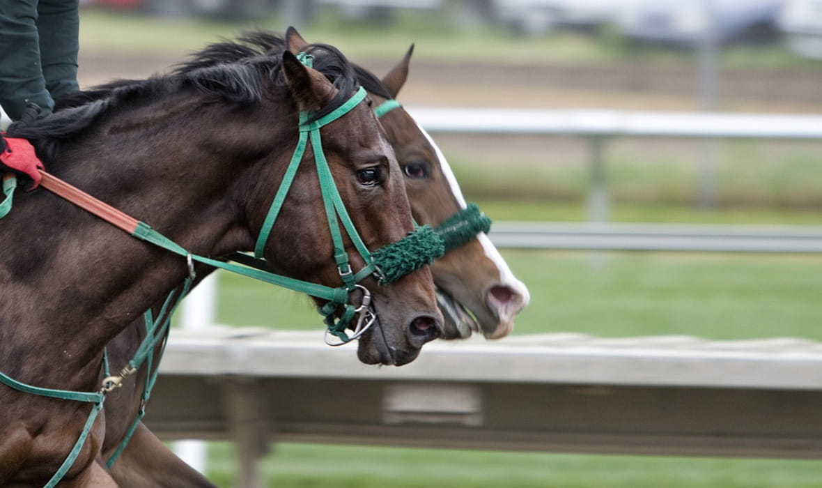 Two Horses Racing 